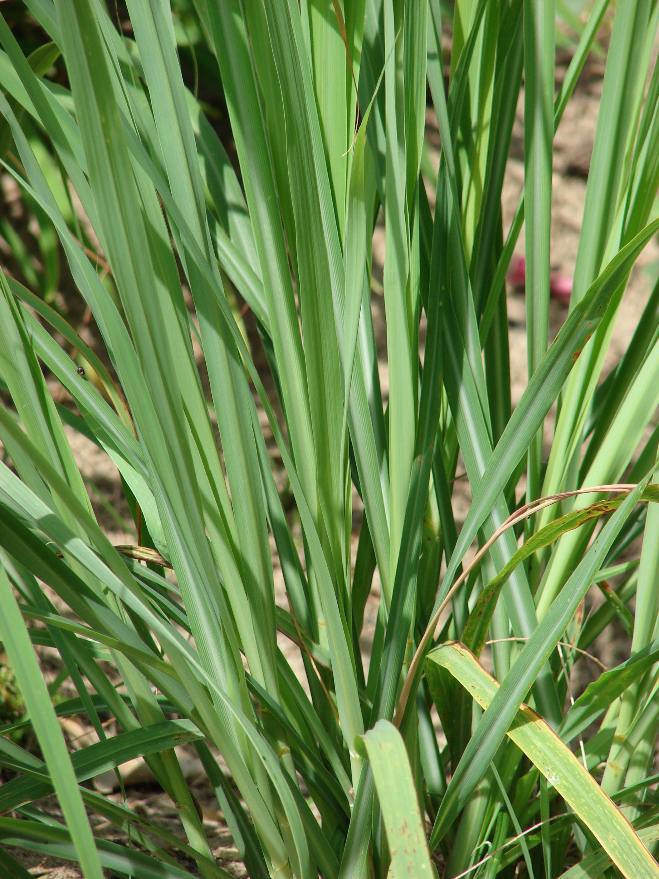 Praktické zkušenosti z ordinace: Cymbopogon citratus(Citronela, Lemon grass)