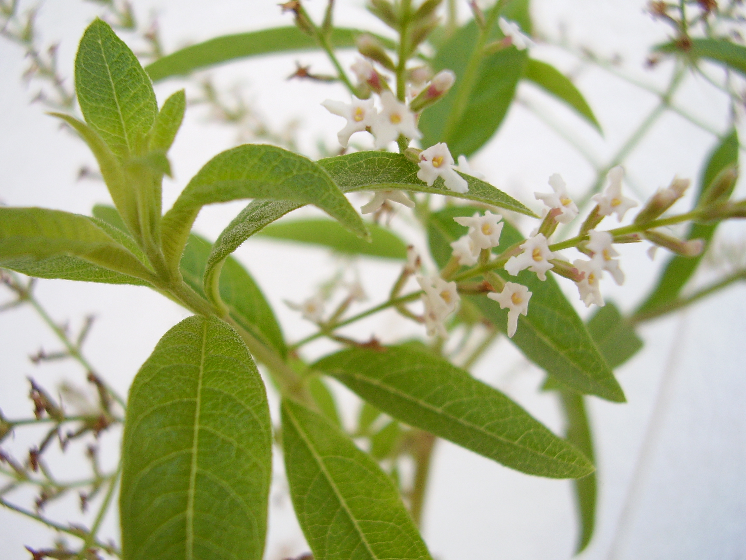 ALOYSIA TRIPHYLLA (aloisie trojlistá)